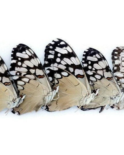 Dried cracker butterflies: hamadryas ssp specimens, bundle of 5