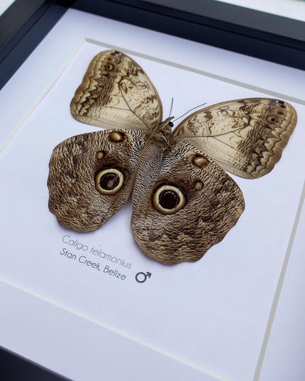 Framed owl butterfly taxidermy: caligo memnon from belize (8x8)