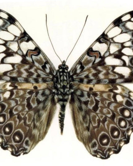 Dried cracker butterflies: hamadryas ssp specimens, bundle of 5