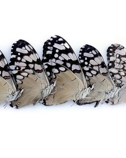 Dried cracker butterflies: hamadryas ssp specimens, bundle of 5