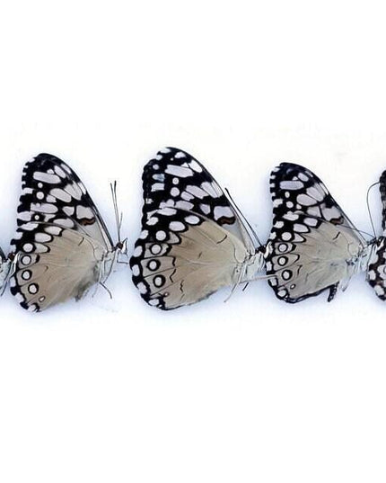 Dried cracker butterflies: hamadryas ssp specimens, bundle of 5