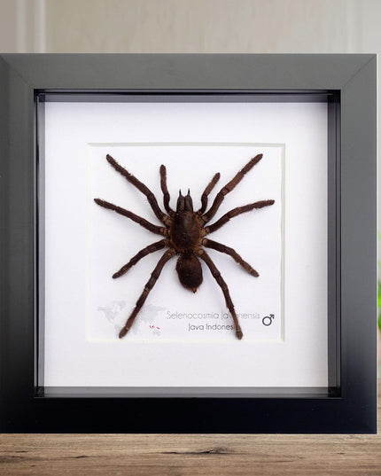 Framed javanese earth tiger tarantula taxidermy, entomology wall art