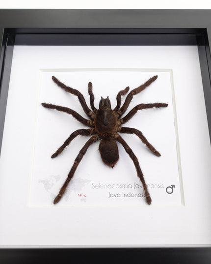 Framed javanese earth tiger tarantula taxidermy, entomology wall art