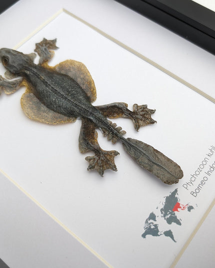 Kuhl's flying gecko taxidermy: framed nature art (8" x 10")