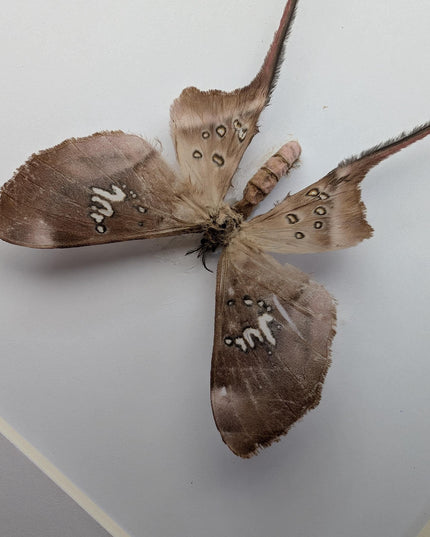 Framed African Cave Silk Moth Taxidermy, Entomology Wall Decor (10x8)