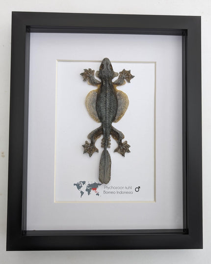 Kuhl's flying gecko taxidermy: framed nature art (8" x 10")