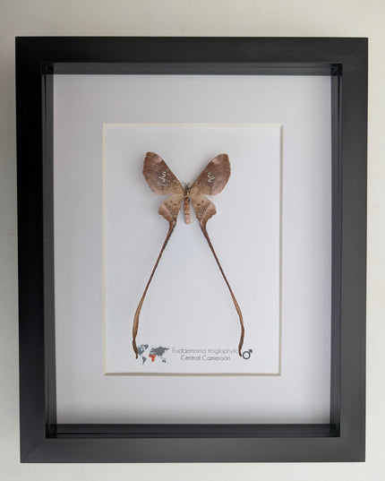 Framed African Cave Silk Moth Taxidermy, Entomology Wall Decor (10x8)