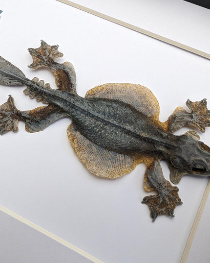 Kuhl's flying gecko taxidermy: framed nature art (8" x 10")