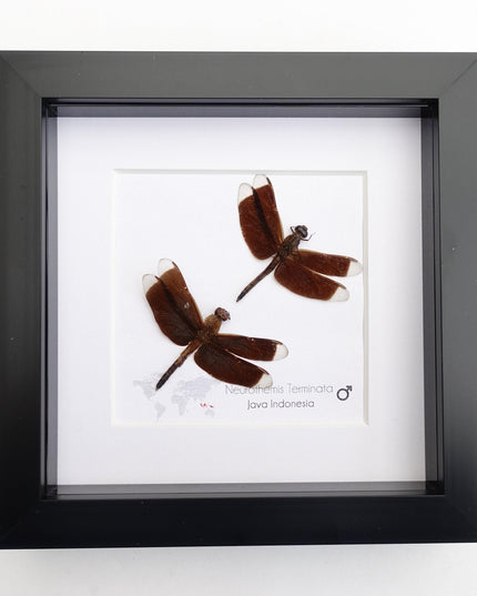 Framed neurothemis terminata dragonfly pair, entomology art