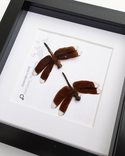 Framed neurothemis terminata dragonfly pair, entomology art