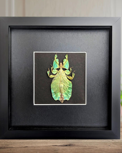 Framed leaf insect specimen: pulchriphyllium bioculatum wall art