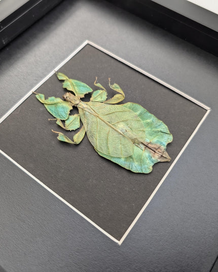 Framed leaf insect specimen: pulchriphyllium bioculatum wall art