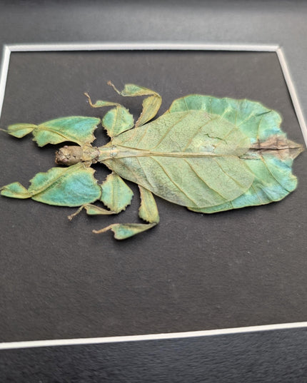 Framed leaf insect specimen: pulchriphyllium bioculatum wall art