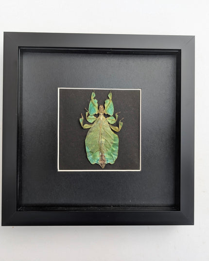 Framed leaf insect specimen: pulchriphyllium bioculatum wall art