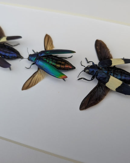 Framed chrysochroa jewel beetles: ethically sourced entomology display (8x10)