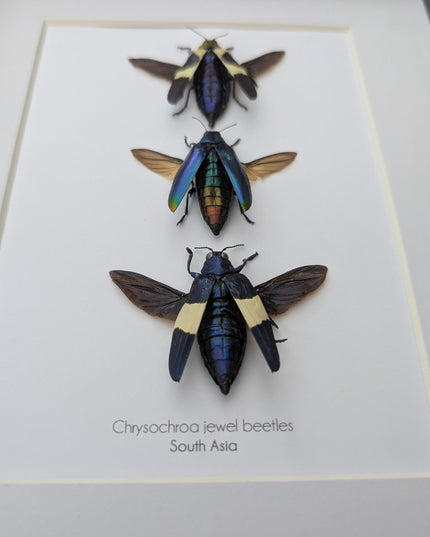 Framed chrysochroa jewel beetles: ethically sourced entomology display (8x10)