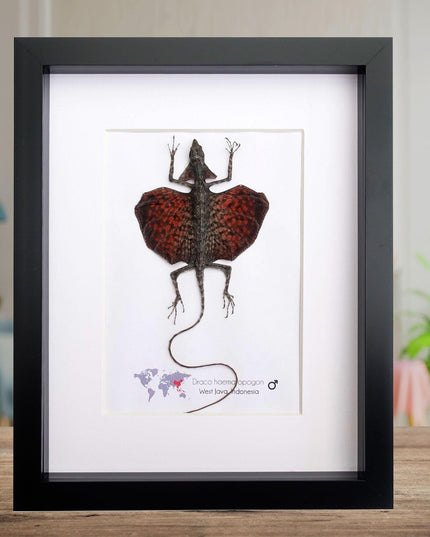 Framed sumatran flying dragon specimen: draco haematopogon (8x10)