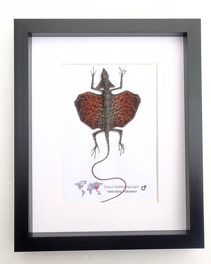 Framed sumatran flying dragon specimen: draco haematopogon (8x10)
