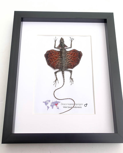 Framed sumatran flying dragon specimen: draco haematopogon (8x10)