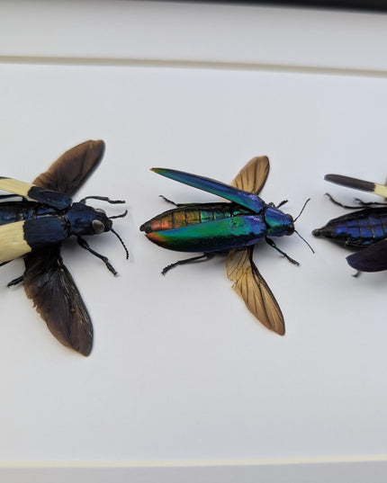 Framed chrysochroa jewel beetles: ethically sourced entomology display (8x10)