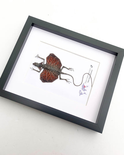 Framed sumatran flying dragon specimen: draco haematopogon (8x10)