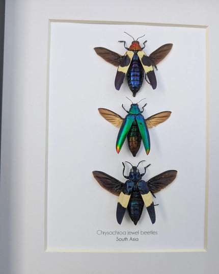 Framed chrysochroa jewel beetles: ethically sourced entomology display (8x10)