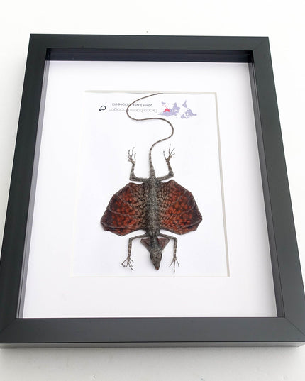Framed sumatran flying dragon specimen: draco haematopogon (8x10)
