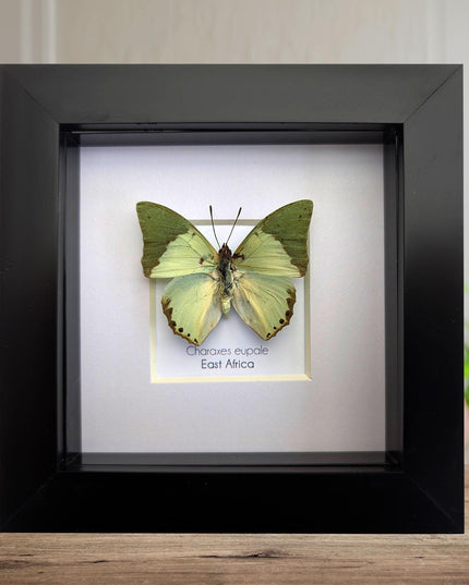 Framed charaxes eupale butterfly: green leaf mimic, 4"x4" display