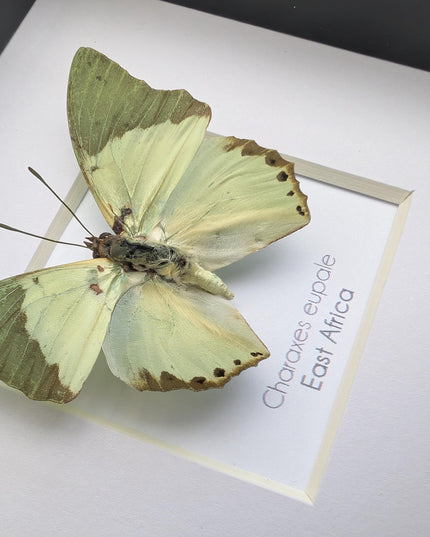 Framed charaxes eupale butterfly: green leaf mimic, 4"x4" display