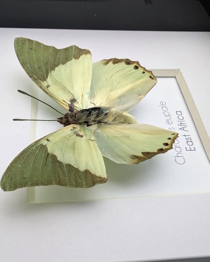 Framed charaxes eupale butterfly: green leaf mimic, 4"x4" display