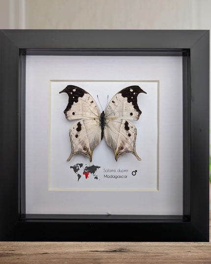 Framed malagasy mother-of-pearl butterfly: salamis duprei, 6" x 6"