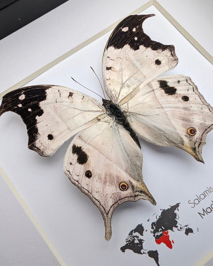 Framed malagasy mother-of-pearl butterfly: salamis duprei, 6" x 6"