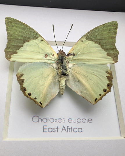 Framed charaxes eupale butterfly: green leaf mimic, 4"x4" display