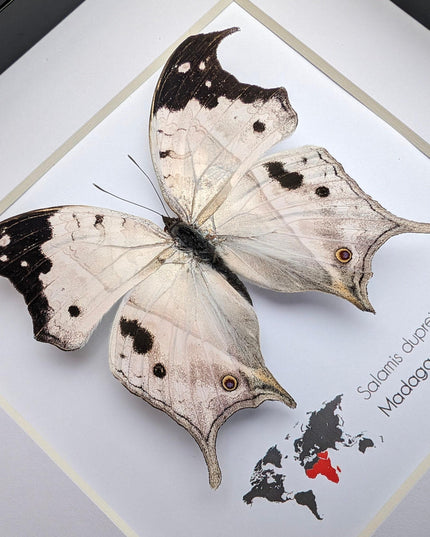 Framed malagasy mother-of-pearl butterfly: salamis duprei, 6" x 6"