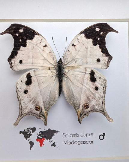 Framed malagasy mother-of-pearl butterfly: salamis duprei, 6" x 6"