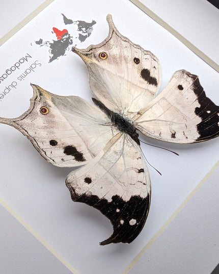 Framed malagasy mother-of-pearl butterfly: salamis duprei, 6" x 6"