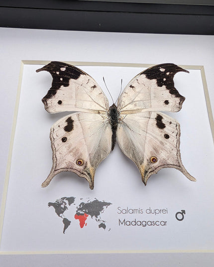Framed malagasy mother-of-pearl butterfly: salamis duprei, 6" x 6"