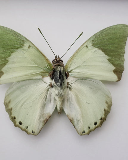 Framed charaxes eupale butterfly: green leaf mimic, 4"x4" display