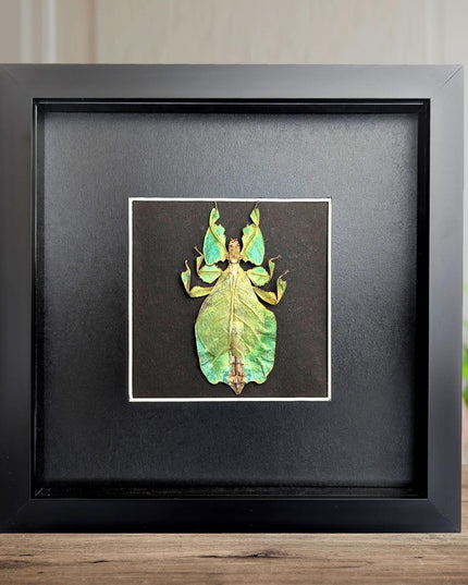 Framed leaf insect specimen: pulchriphyllium bioculatum wall art