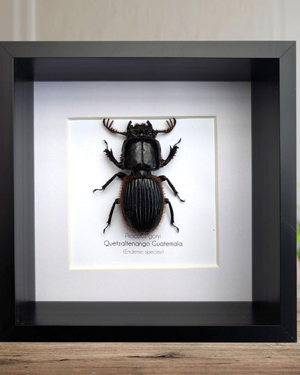 Framed Proculus goryi Beetle, Giant Bess Beetle, Nature Wall Art