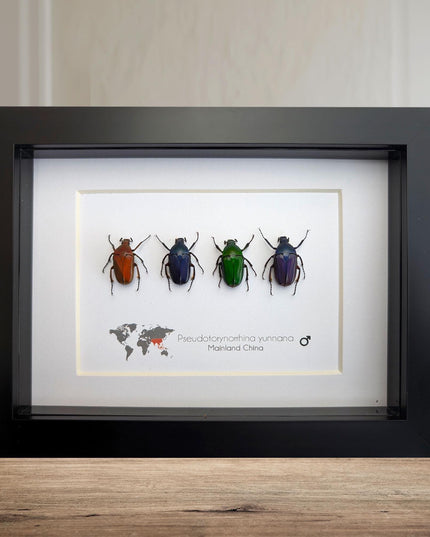 Framed pseudotorynorrhina fortunei beetles: multicolour entomology wall art
