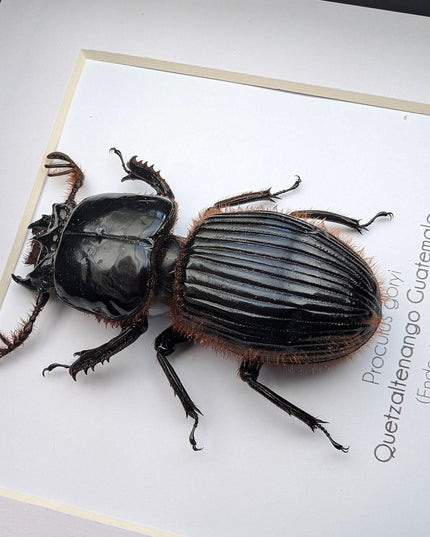 Framed Proculus goryi Beetle, Giant Bess Beetle, Nature Wall Art