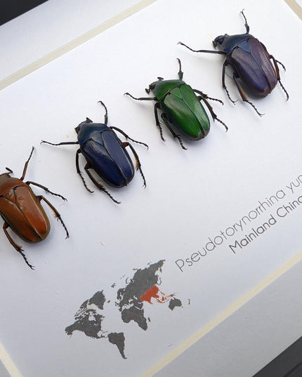 Framed pseudotorynorrhina fortunei beetles: multicolour entomology wall art