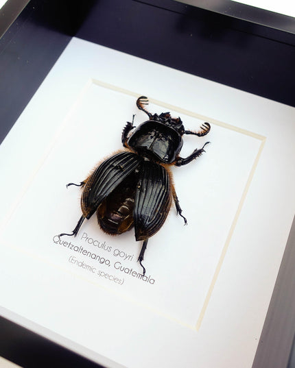 Framed Proculus goryi Beetle, Giant Bess Beetle, Nature Wall Art