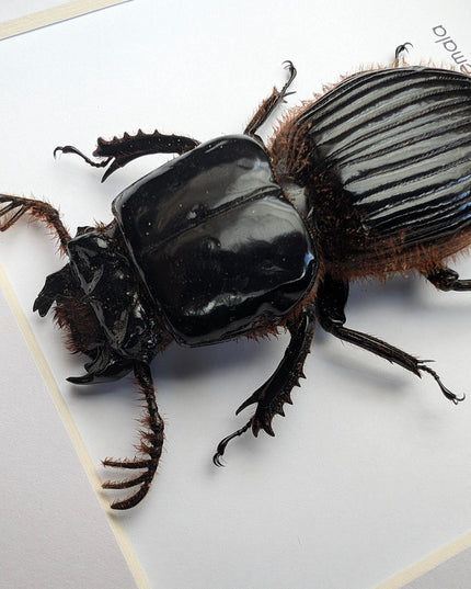 Framed Proculus goryi Beetle, Giant Bess Beetle, Nature Wall Art