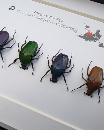 Framed pseudotorynorrhina fortunei beetles: multicolour entomology wall art