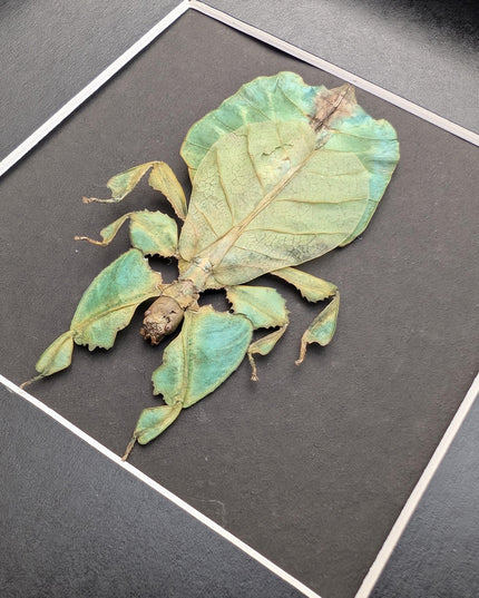 Framed leaf insect specimen: pulchriphyllium bioculatum wall art