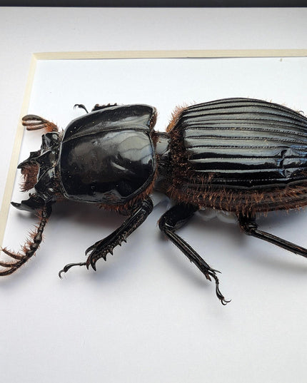 Framed Proculus goryi Beetle, Giant Bess Beetle, Nature Wall Art
