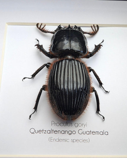 Framed Proculus goryi Beetle, Giant Bess Beetle, Nature Wall Art