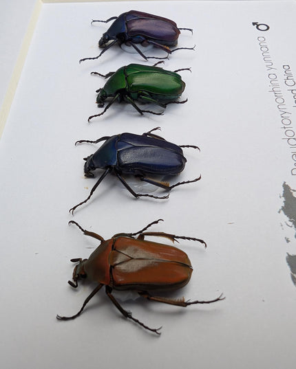 Framed pseudotorynorrhina fortunei beetles: multicolour entomology wall art